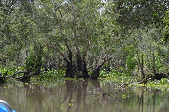 Forêt de Tra Su